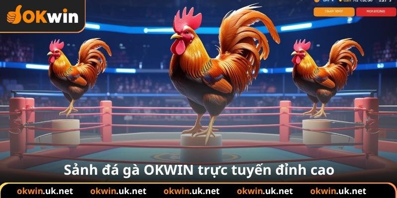 Sảnh đá gà OKWIN trực tuyến đỉnh cao
